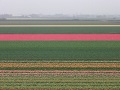 Keukenhof
